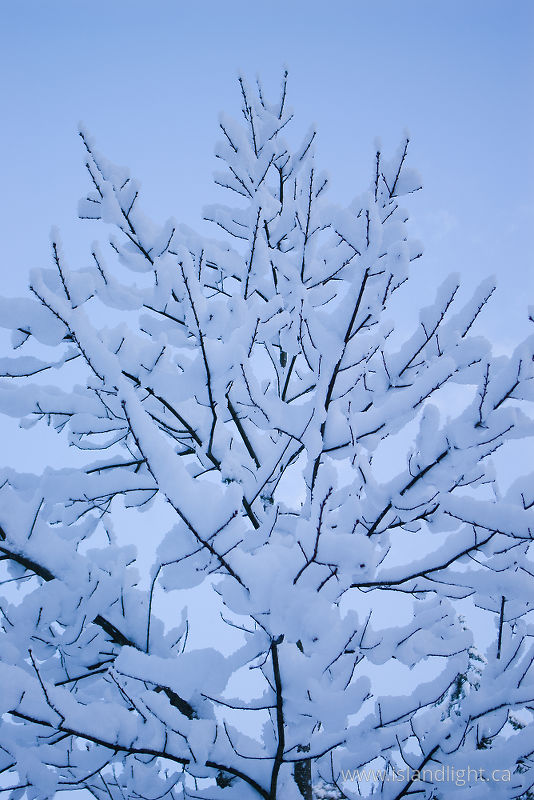   Oak Tree photo