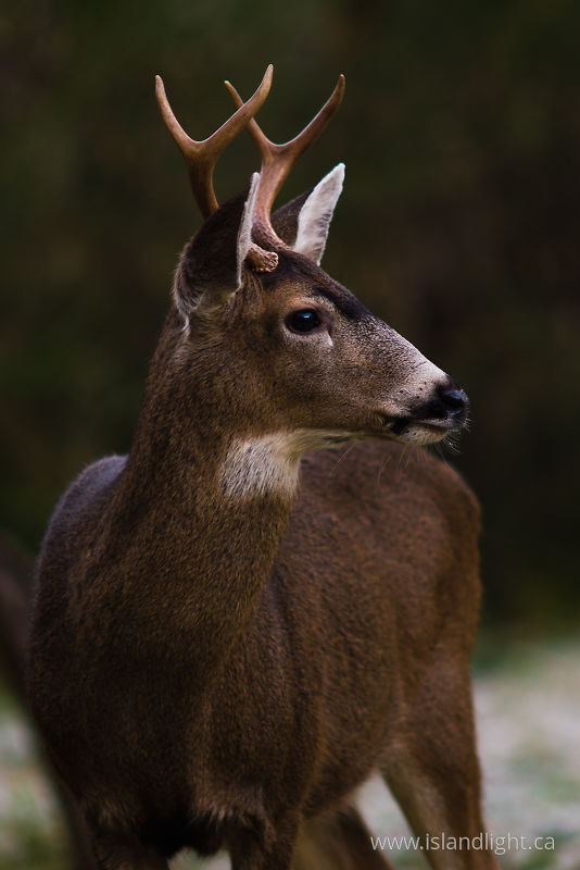 Buck -   photo