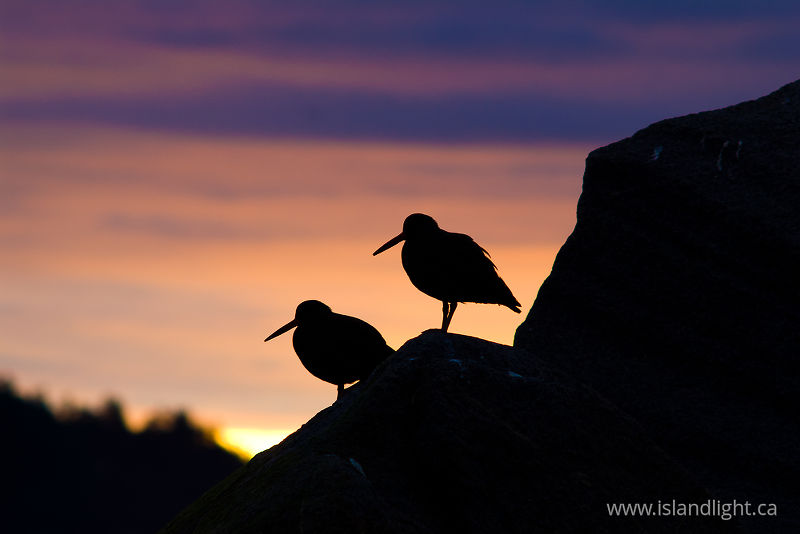 Pair of Black Oystercatchers at Sunrise -   photo