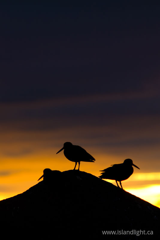   Bird Silhouette  photo