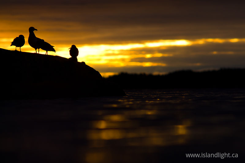   Gull photo