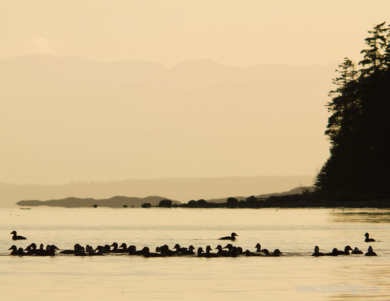   Scoter photo