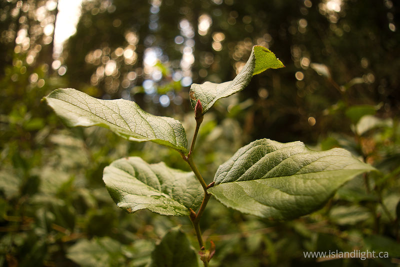   Salal photo