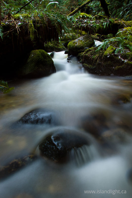   Rainforest photo
