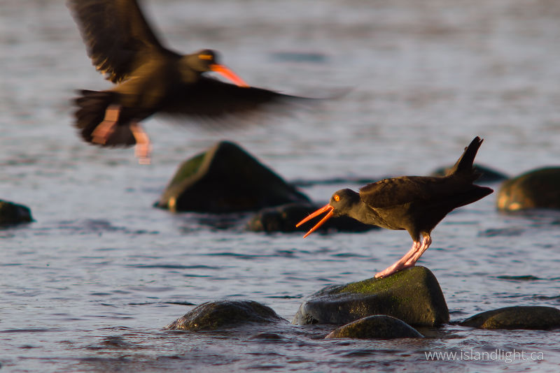   Oystercatcher photo