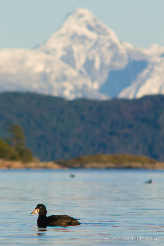   Duck photo