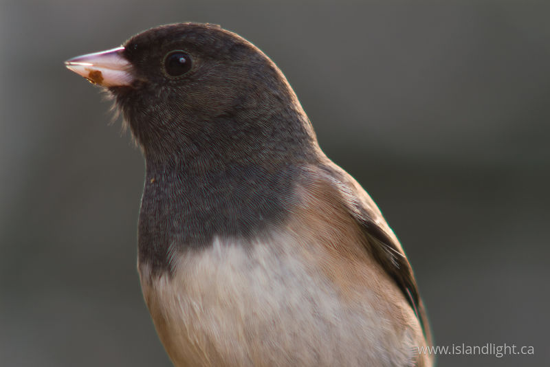   Junco photo