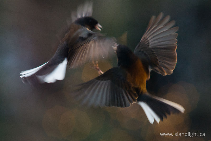 Dueling Juncos -  Junco photo