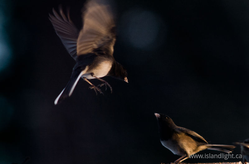   Junco photo