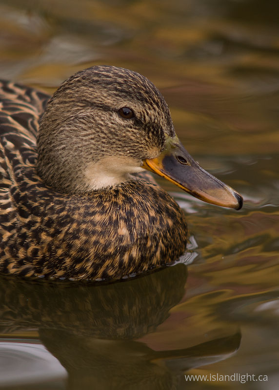   duck photo