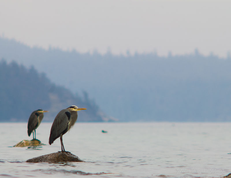   Blue Heron photo