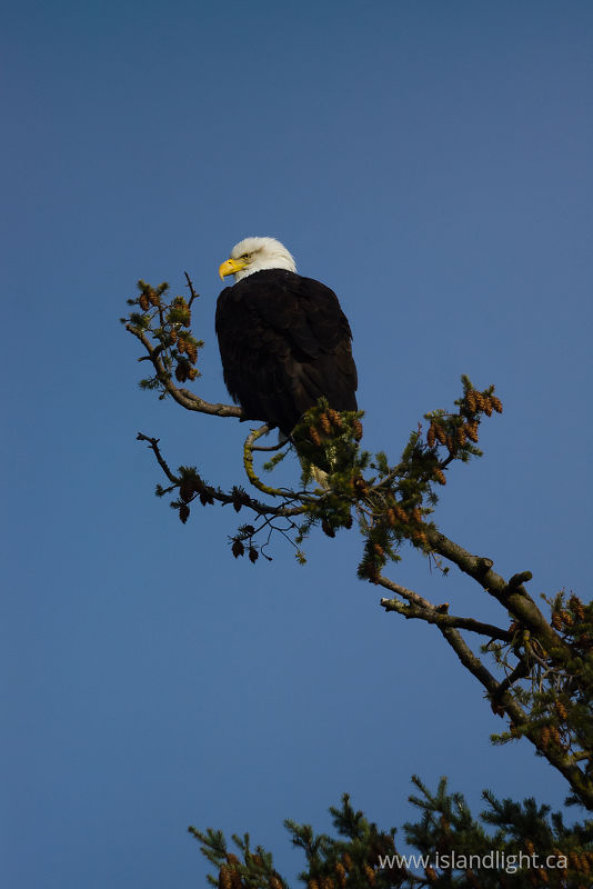   Bald Eagle photo