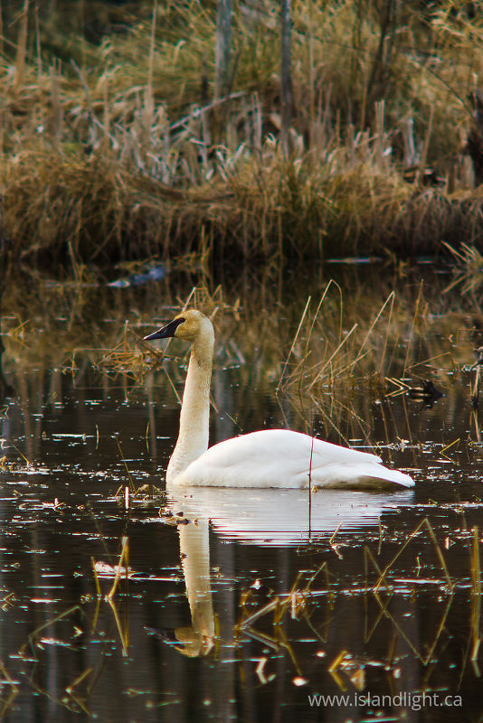   Swan photo