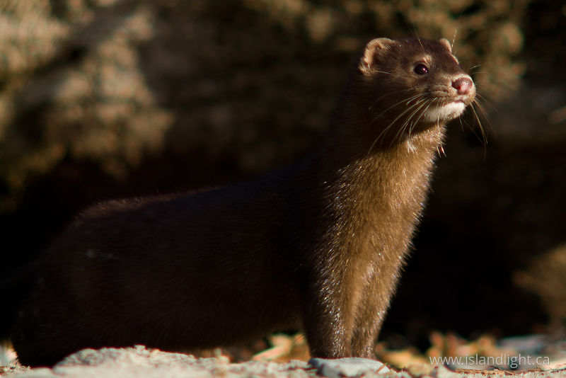   Weasel photo