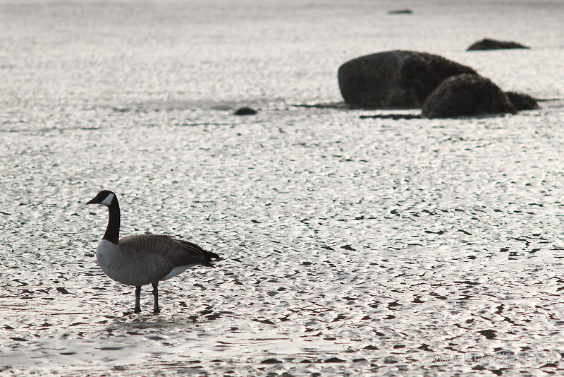   Goose photo