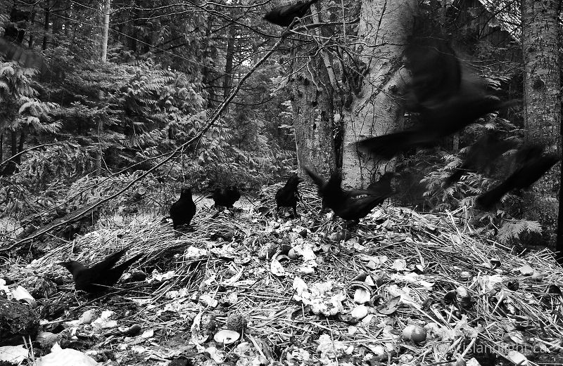   Crow photo