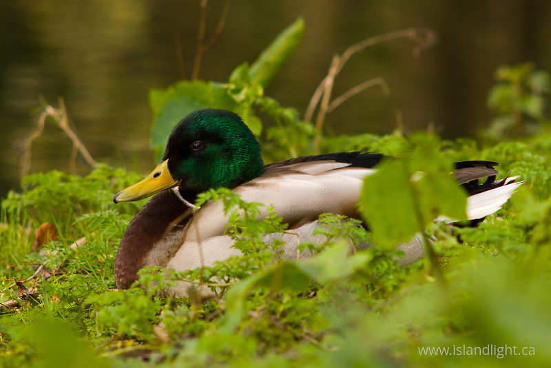   Duck photo
