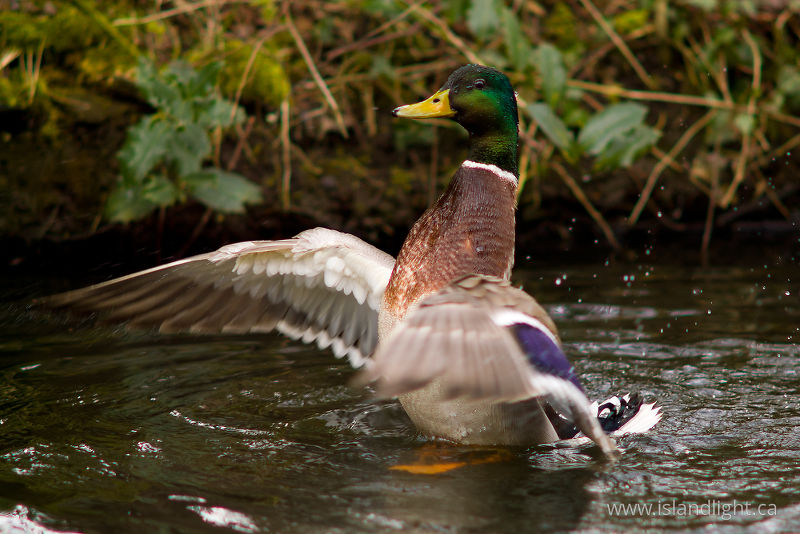   Duck photo