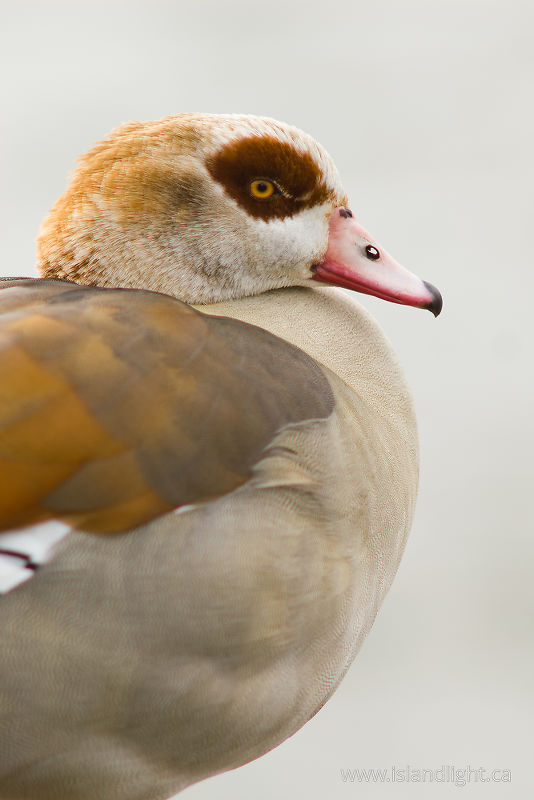   Goose photo