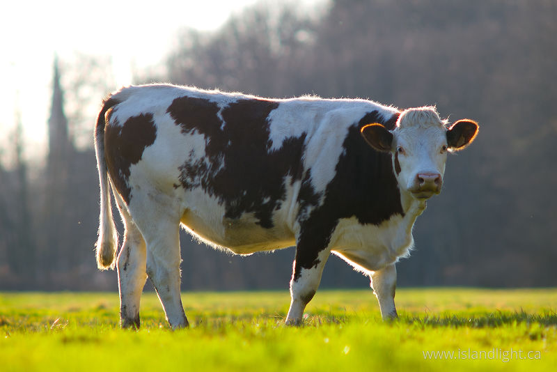   Farm Animal photo