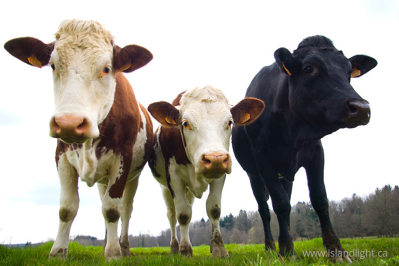   Cow photo