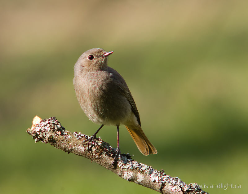   Flycatcher photo