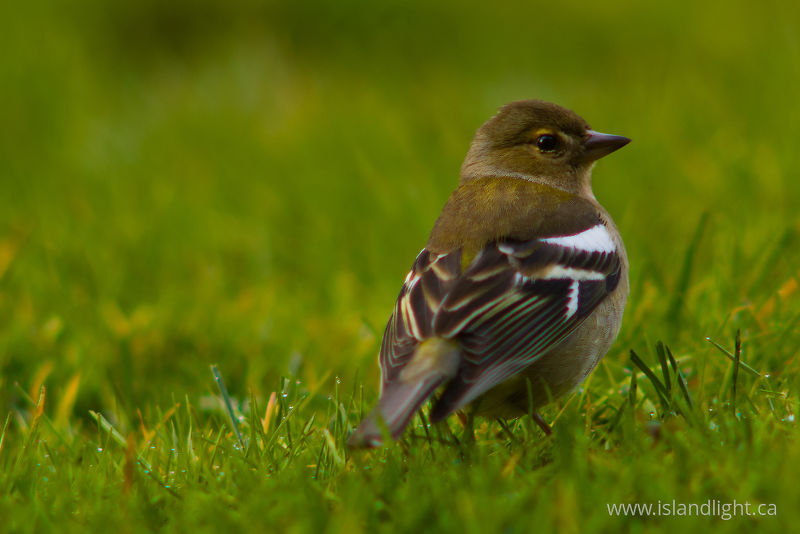   Finch photo