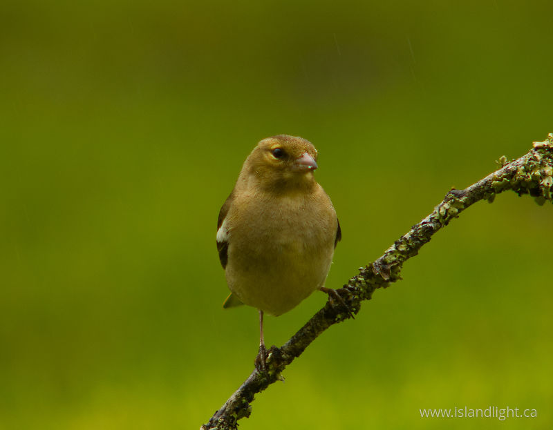   Finch photo
