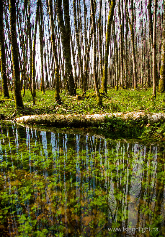   Forest photo