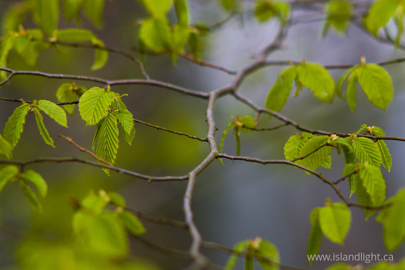 Spring Alder Branch -   photo