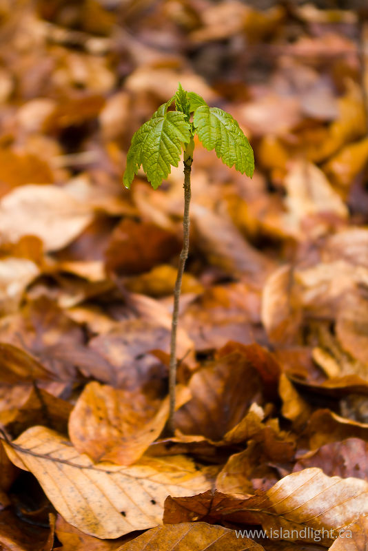   Maple Tree photo