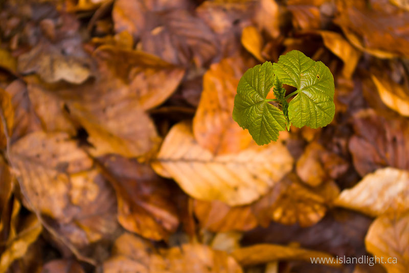   Maple Tree photo