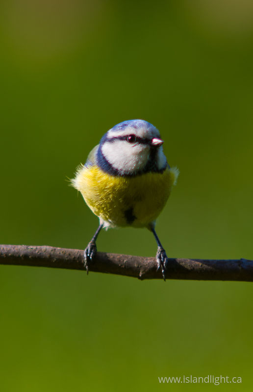   Blue Tit photo