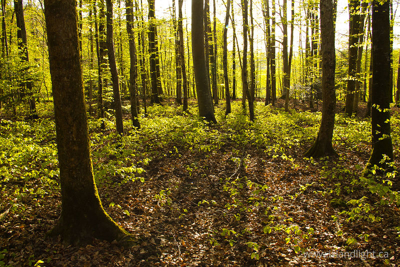   Forest photo