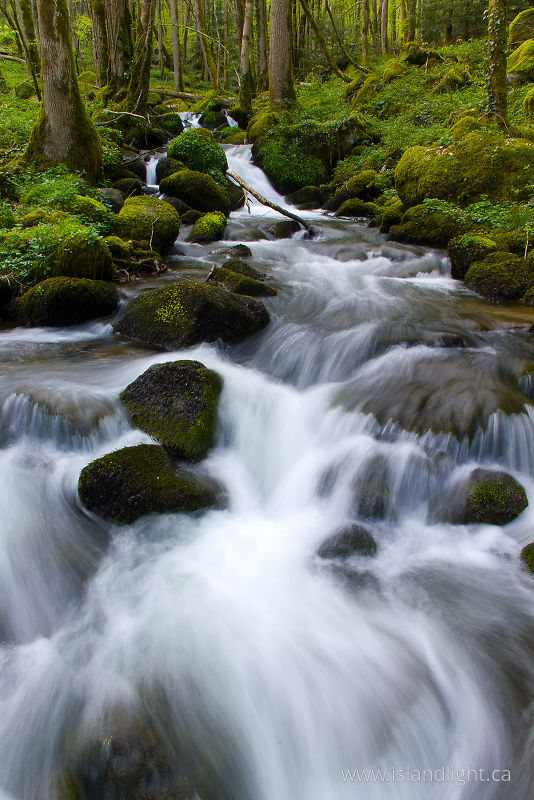   Forest Stream photo