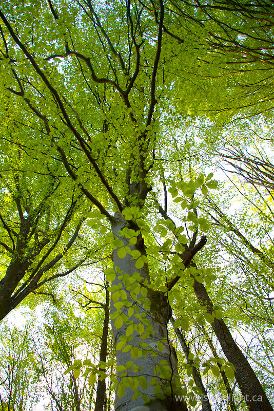   Forest photo