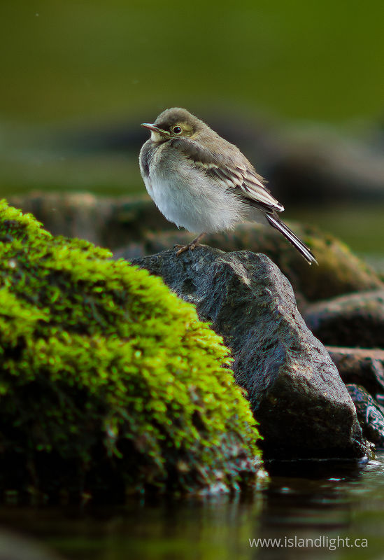Baby White Wagtail -  Wagtail photo
