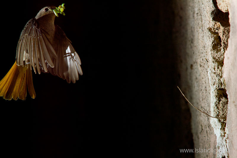   Flycatcher photo