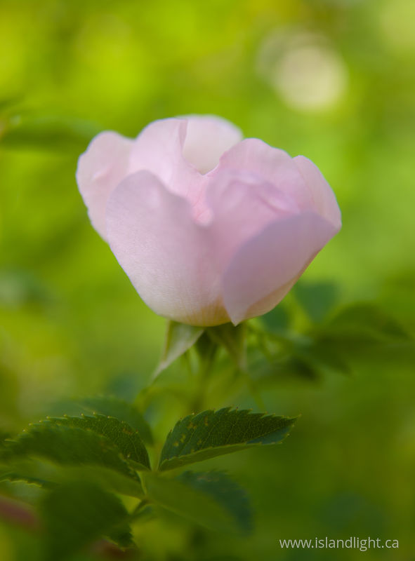   Flower photo
