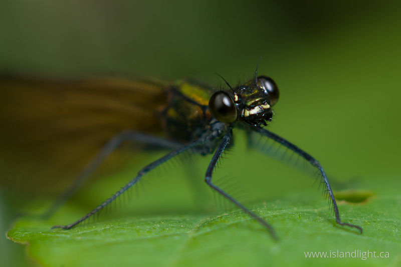   Damselfly photo