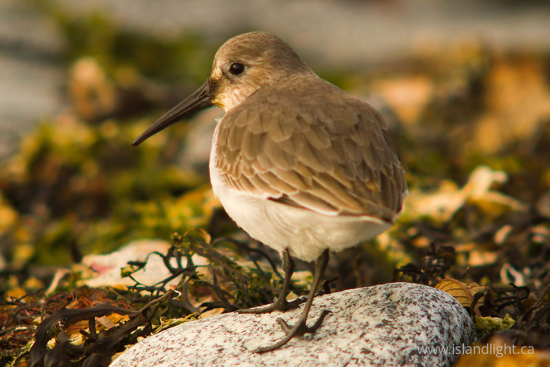   Dunlin photo