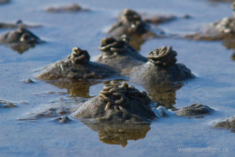 Sand Worm Castings ??? -   photo