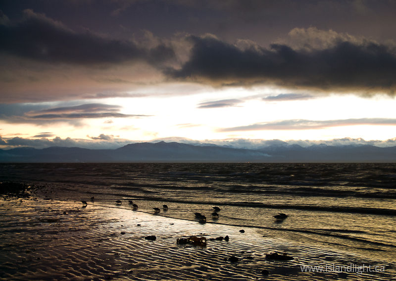   Dunlin photo