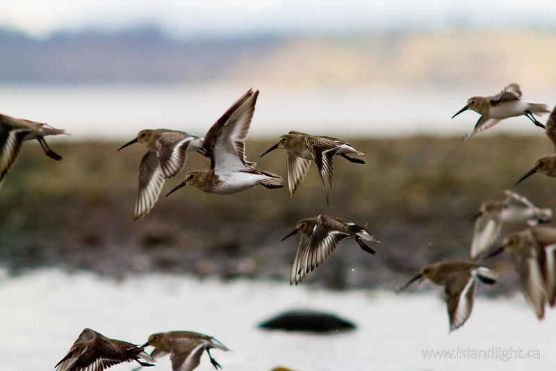 Dunlin -   photo