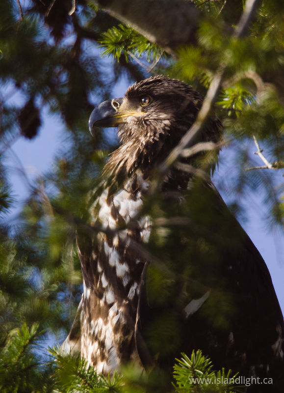   Bald Eagle photo