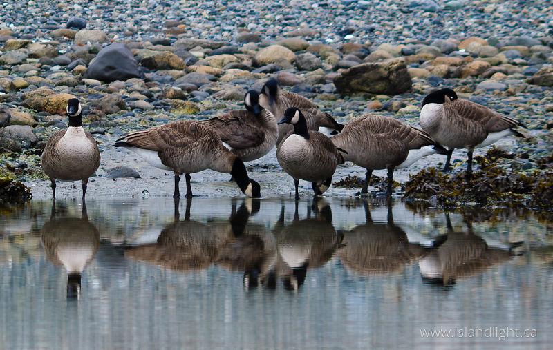 Seven Canada Geese -   photo
