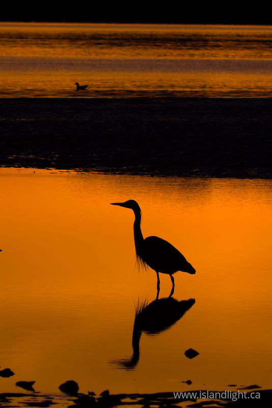  Blue Heron photo