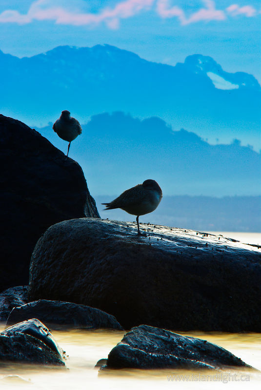   Plover photo
