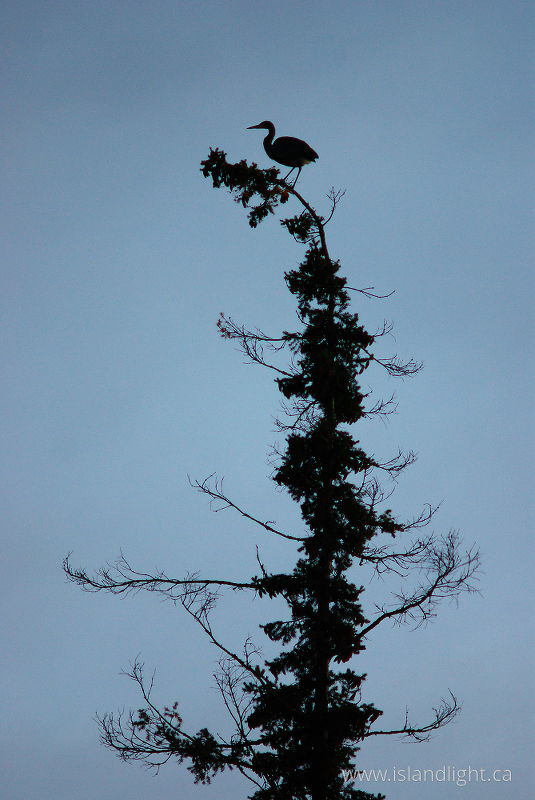   Blue Heron photo
