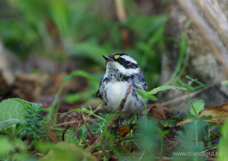   Warbler photo